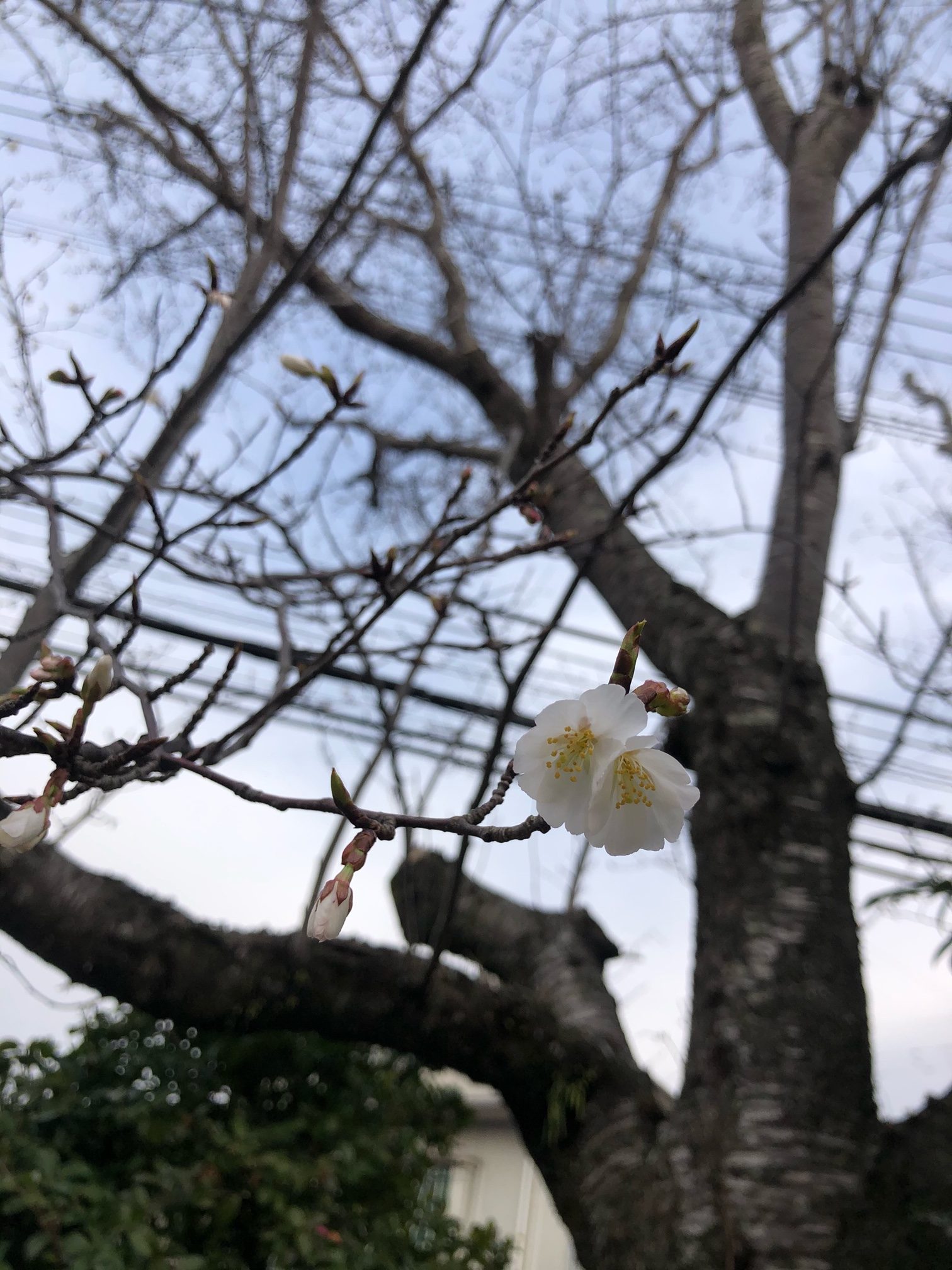福岡でも桜が開花しました