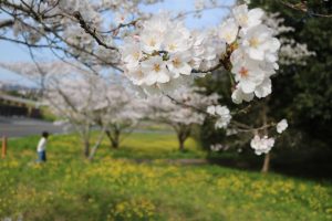 桜は満開ですが…